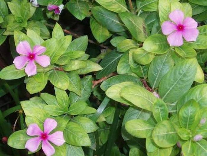 நித்திய கல்யாணி செடி வளர்க்கும் முறை.