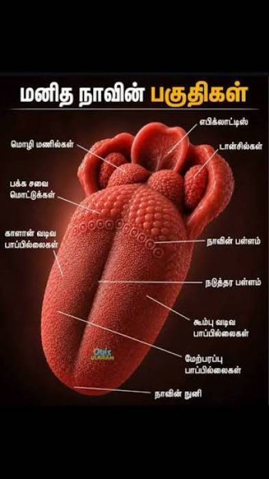 மனித உடலில் 640 தசைகள், 206 எலும்புகள் உள்ளன.